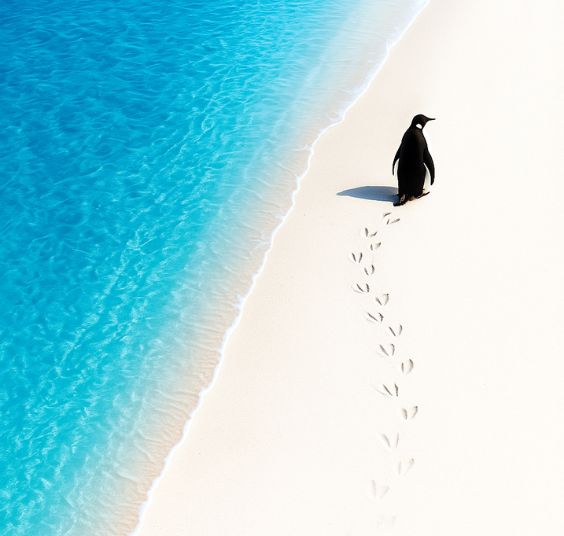 Blue Desk - Ocean Sustainability
